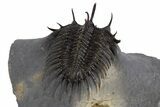 Spiny Comura Trilobite - Ofaten, Morocco #339595-2